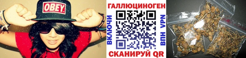 Купить  Альметьевск  Галлюциногенные грибы Psilocybe 